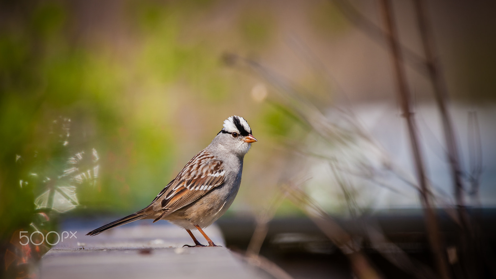 Canon EOS 5D Mark II + Sigma 150-600mm F5-6.3 DG OS HSM | C sample photo. White-crowned sparrow photography