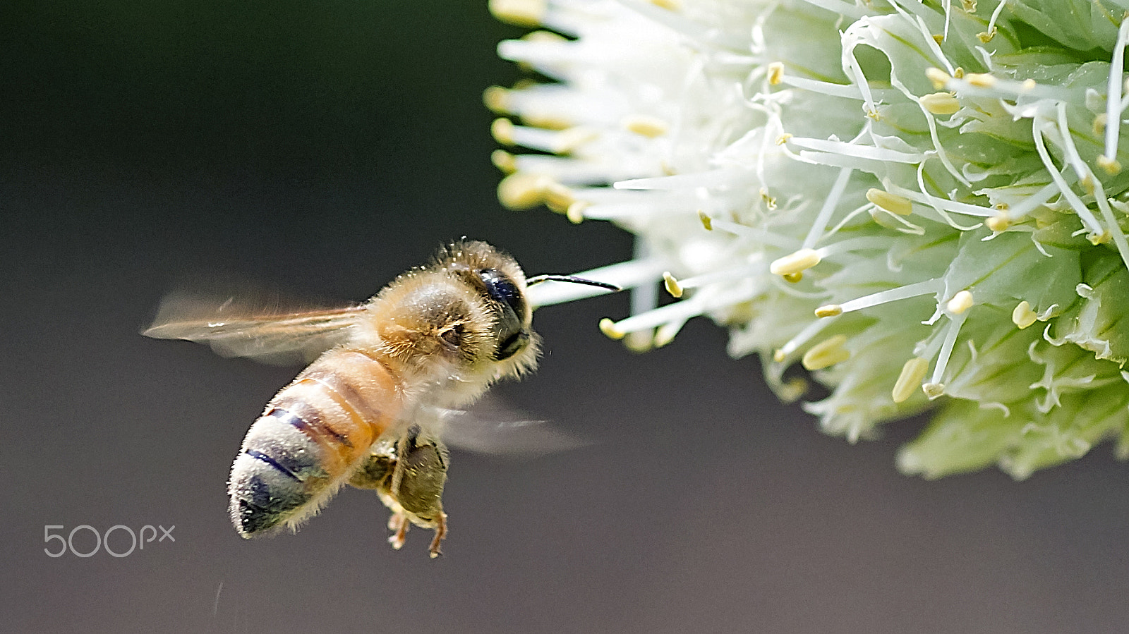 Canon EOS 600D (Rebel EOS T3i / EOS Kiss X5) + Tamron SP AF 90mm F2.8 Di Macro sample photo. Honeybee in flight photography