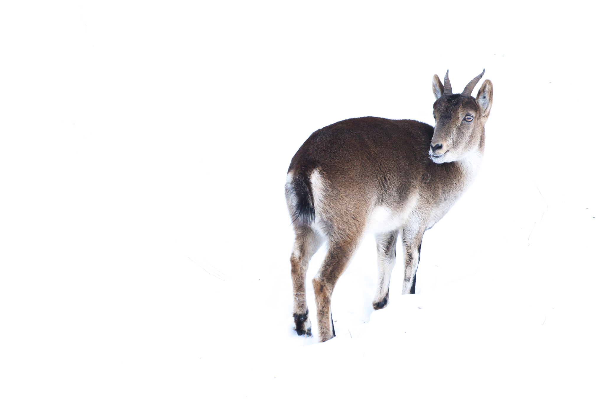 Canon EF 100-400mm F4.5-5.6L IS USM sample photo. Mountain goal in the snow. photography