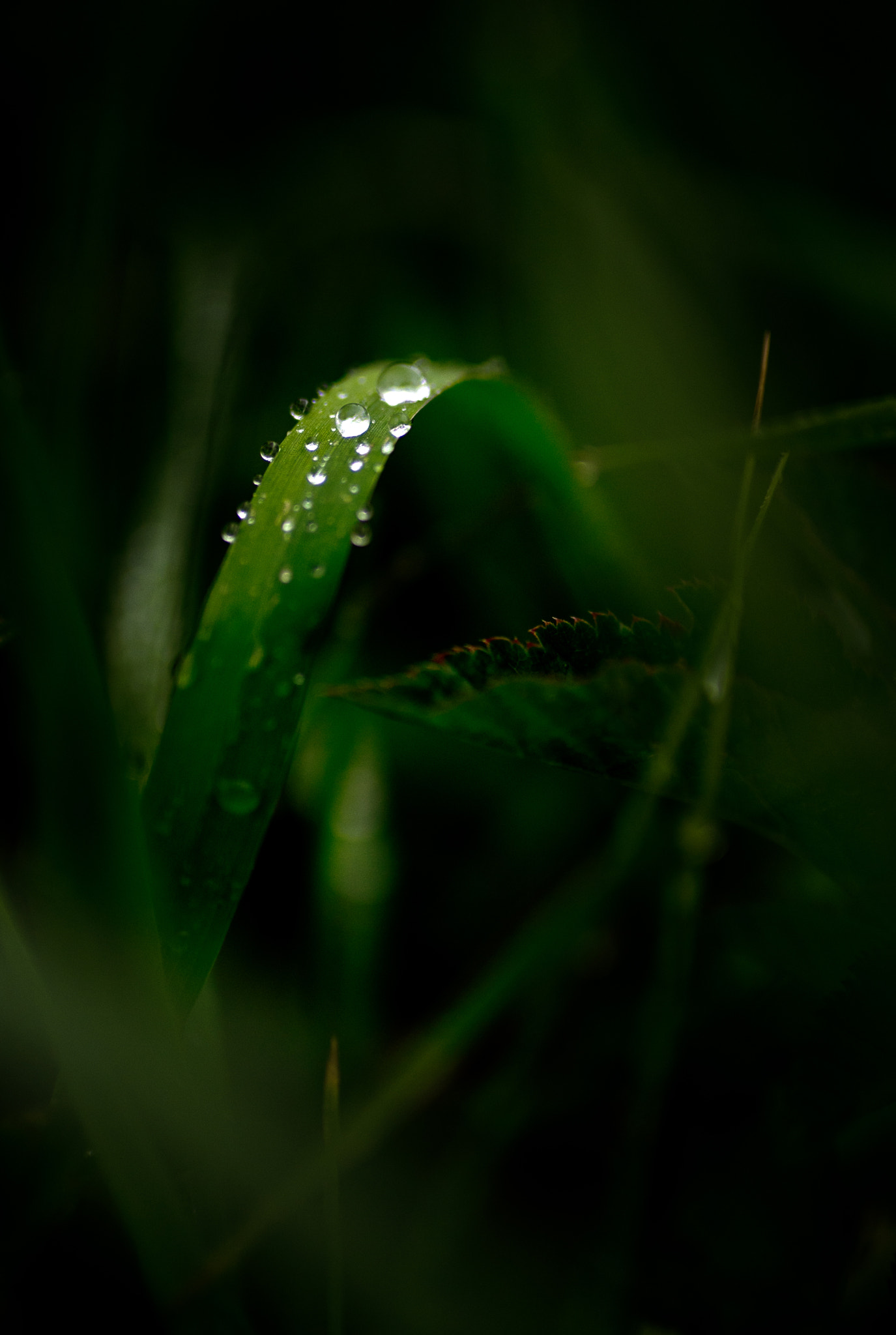 Nikon D610 + IX-Nikkor 60-180mm f/4.5-5.6 sample photo. Dsc_0813.jpg photography