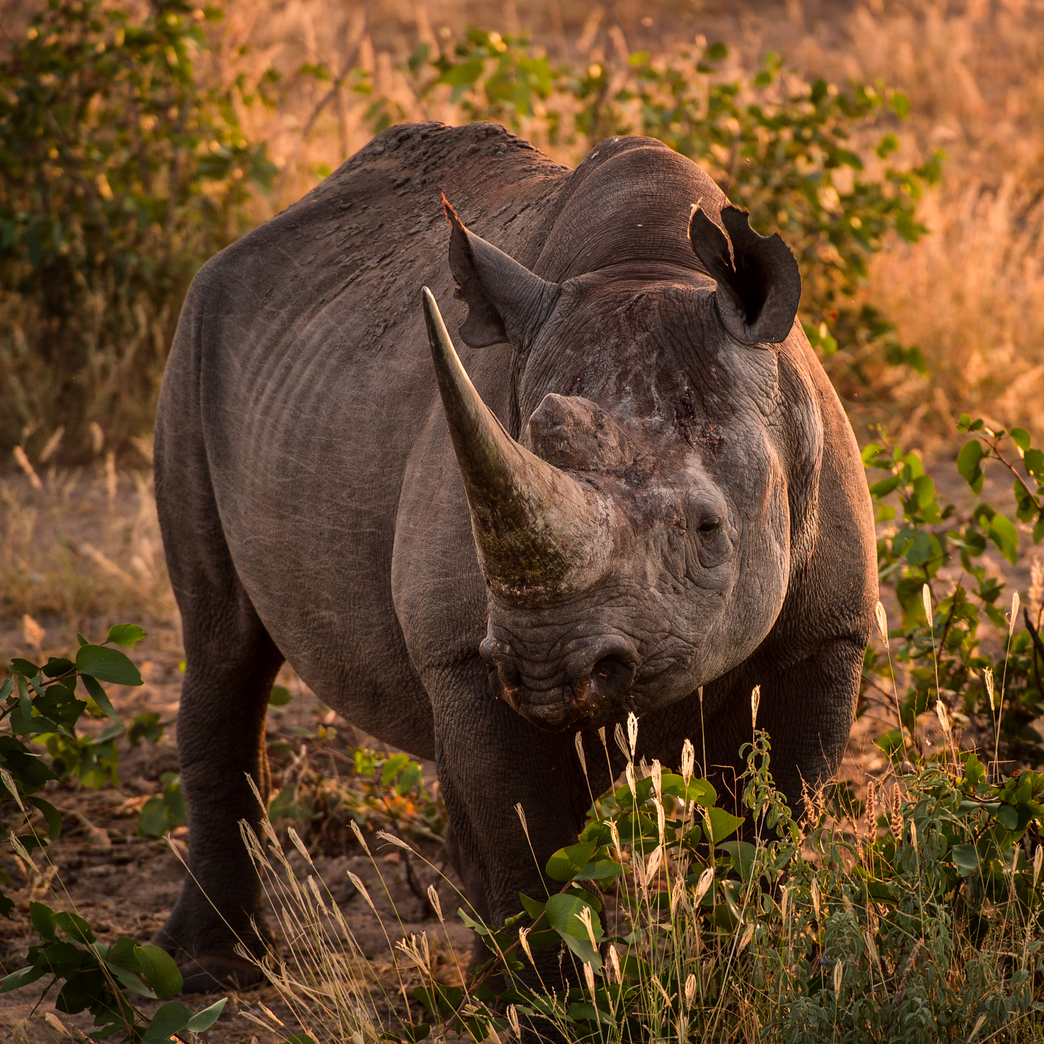 Nikon AF-S Nikkor 200-400mm F4G ED-IF VR sample photo. Rhino at dusk photography