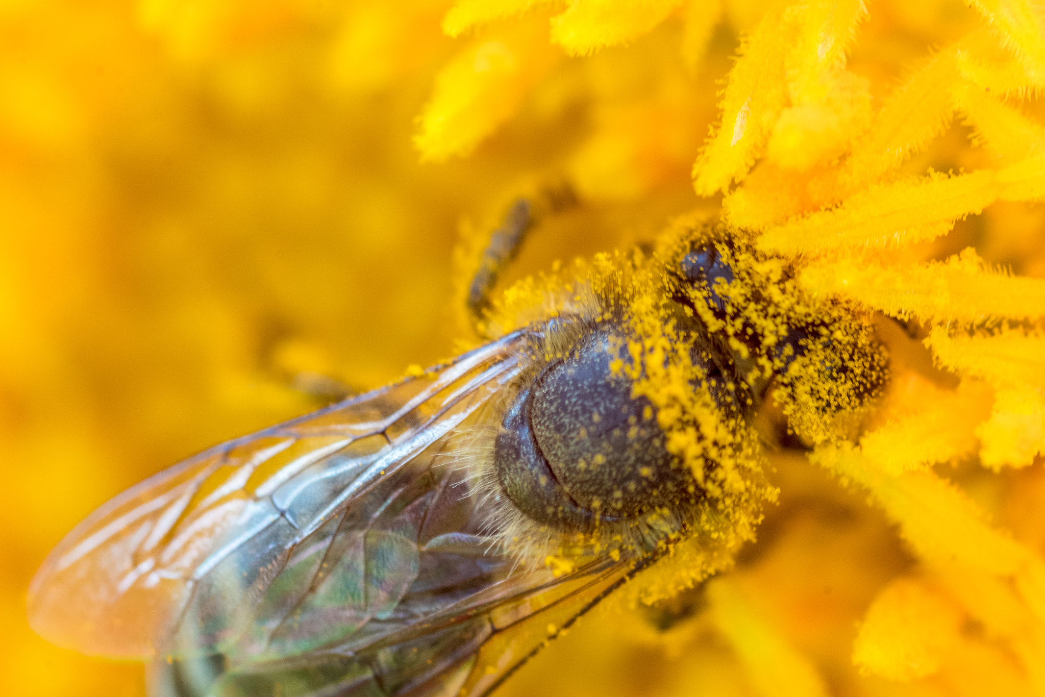 Sony a7R II + Tamron SP AF 90mm F2.8 Di Macro sample photo. Honey bee covered with pollen photography