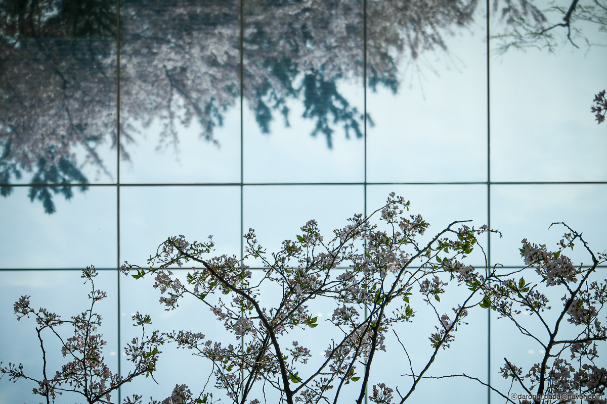 NX 50-200mm F4-5.6 sample photo. Parallel world photography