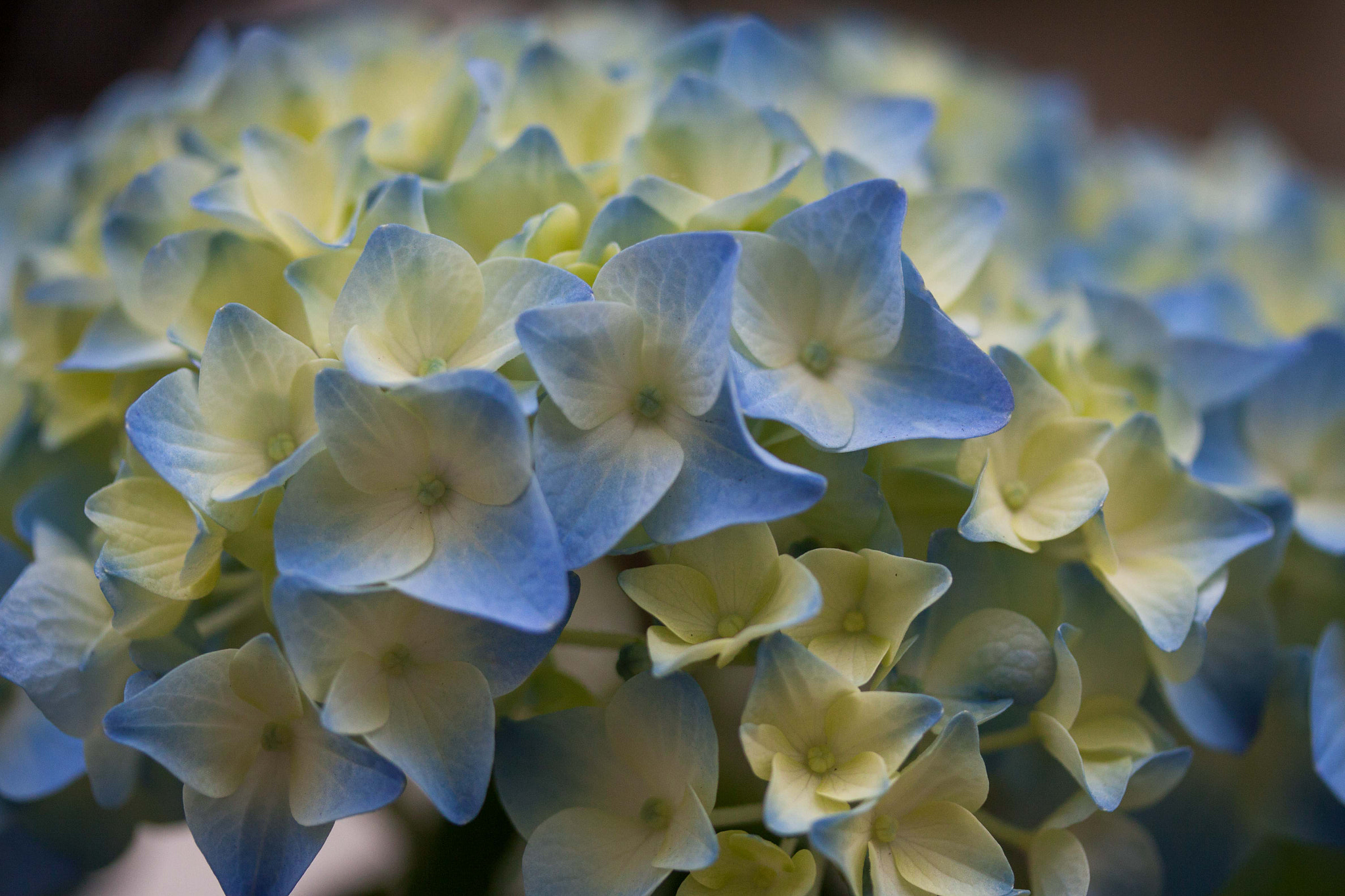 Canon EF-S 60mm F2.8 Macro USM sample photo. 紫陽花　hydrangea photography