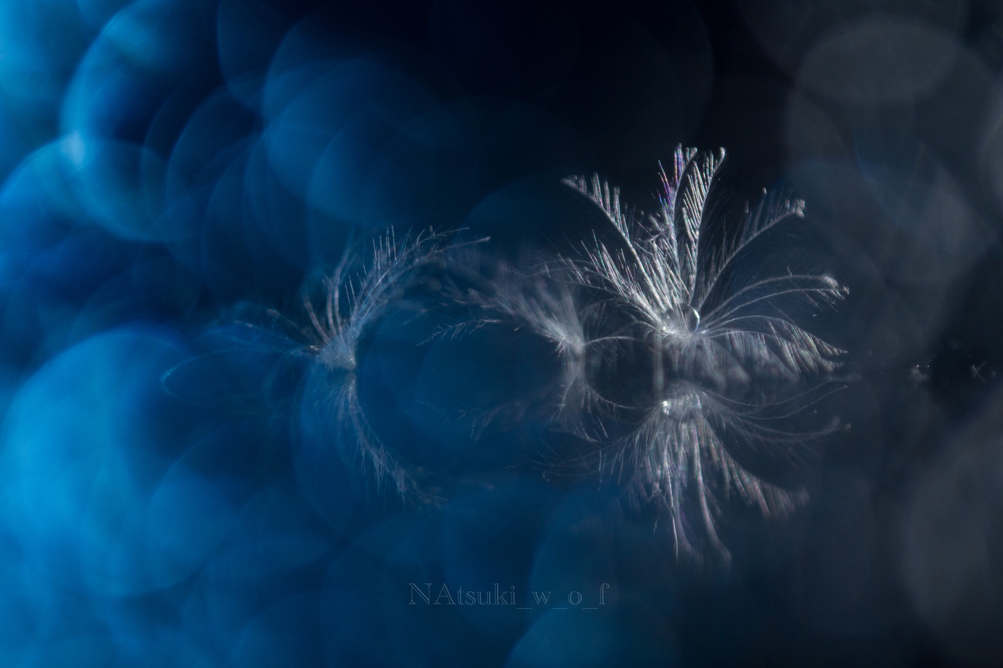Tamron SP AF 180mm F3.5 Di LD (IF) Macro sample photo. Fantasy photography