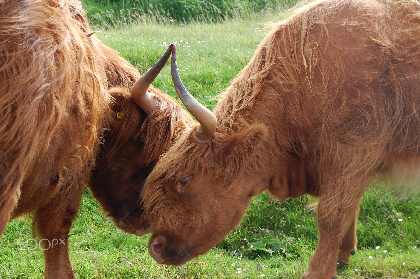 Nikon D40 sample photo. Highlanders photography