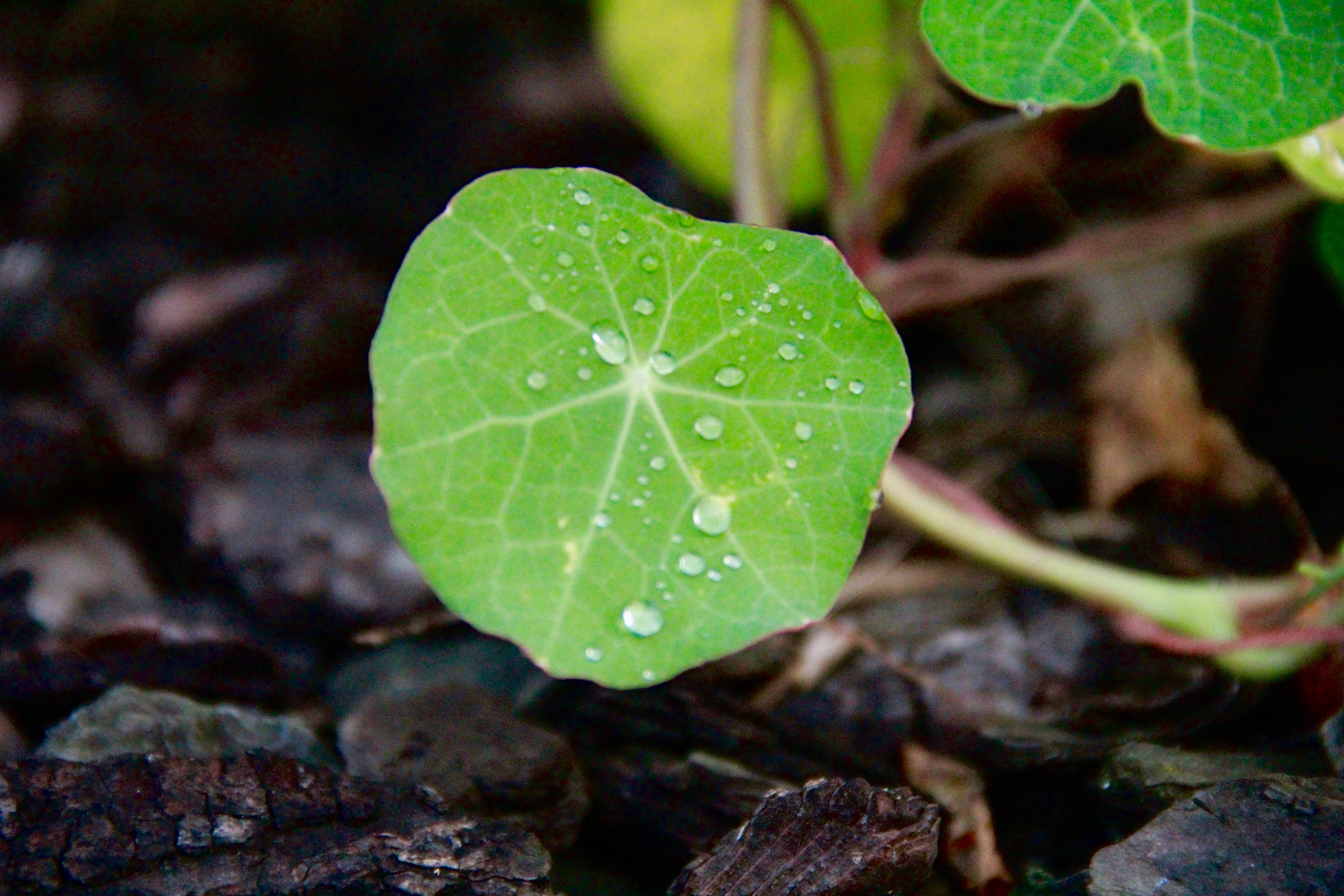 Canon EF-S 18-135mm F3.5-5.6 IS sample photo. Dew photography