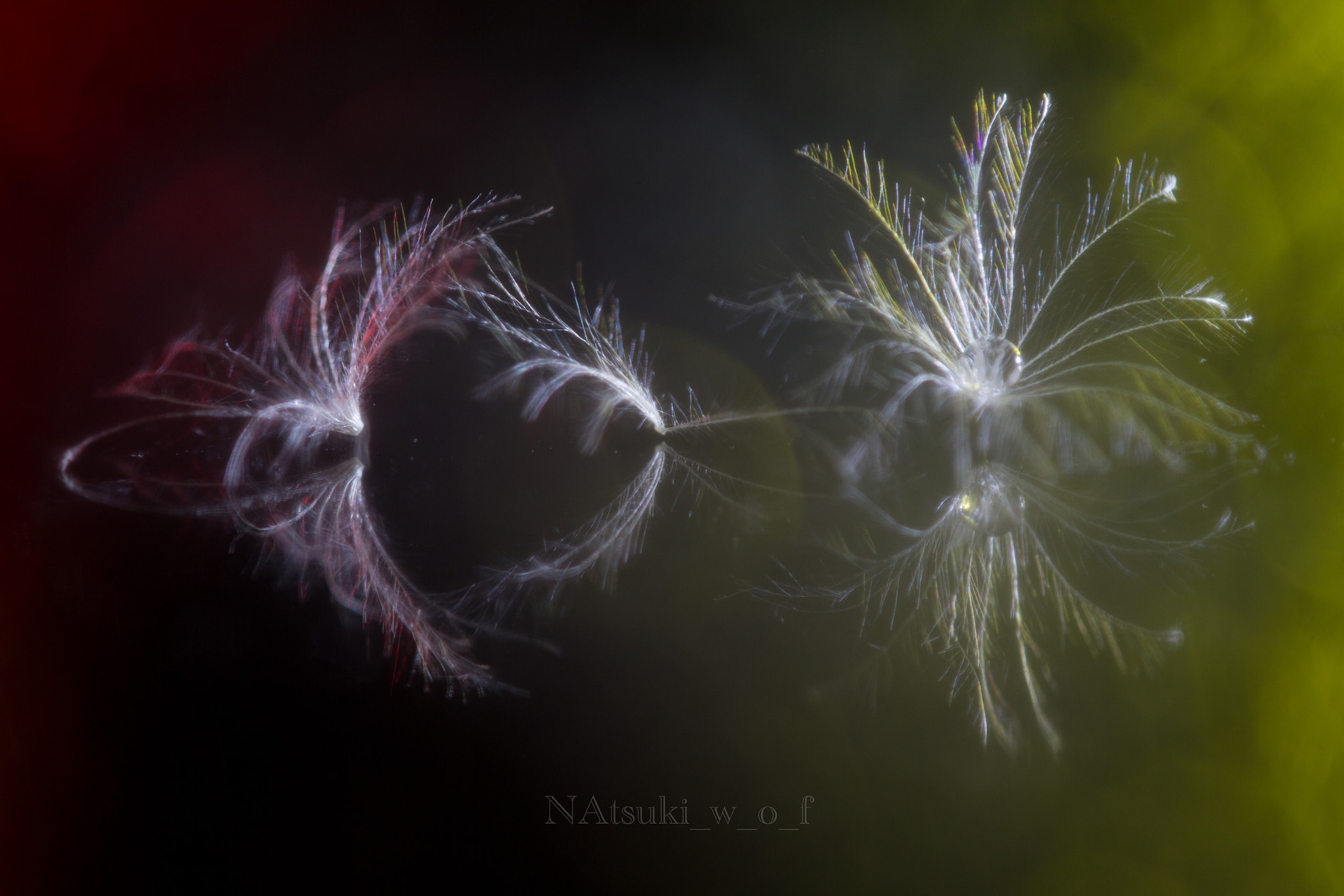 Tamron SP AF 180mm F3.5 Di LD (IF) Macro sample photo. Fantasy photography