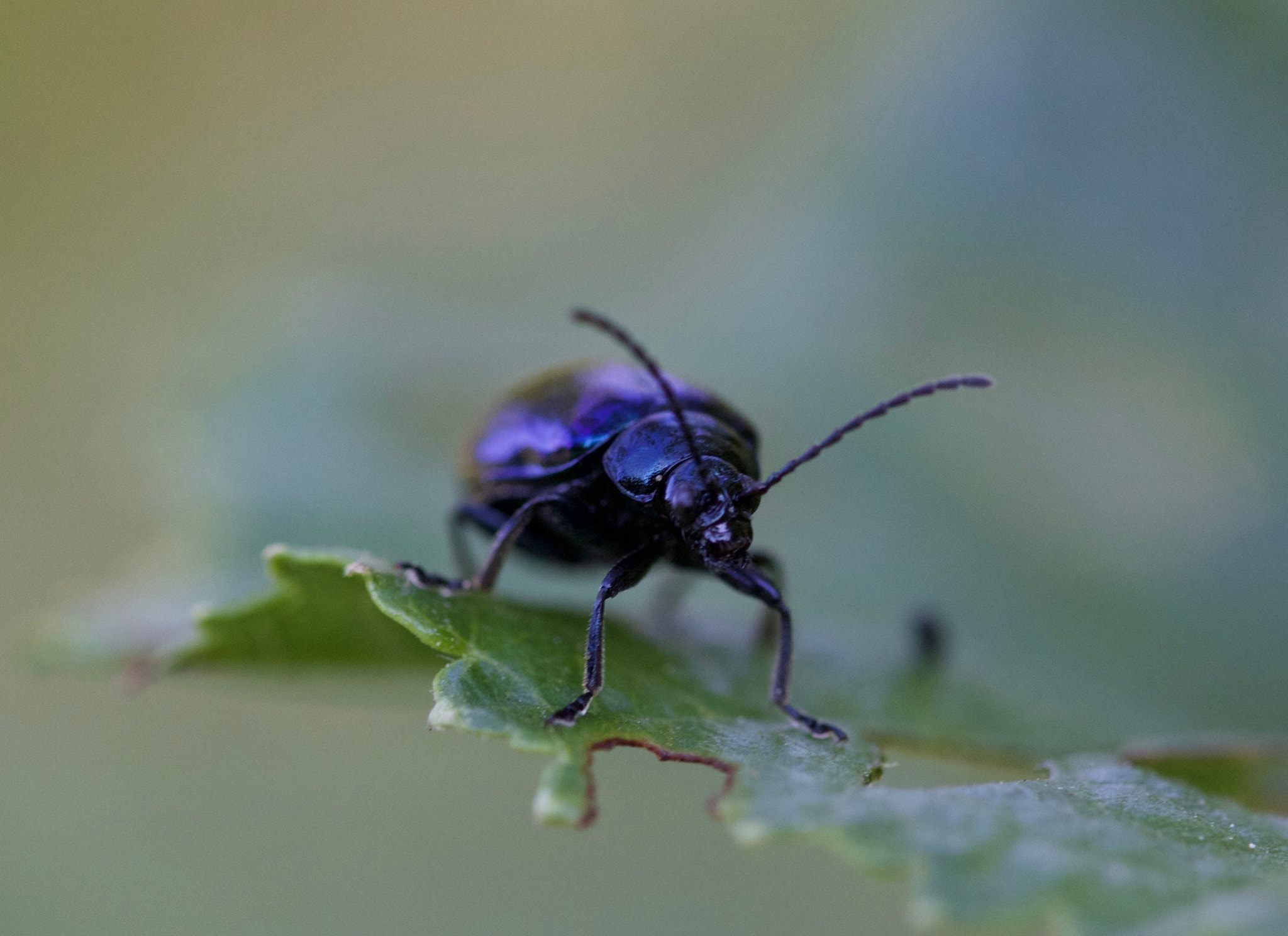 Canon EOS 650D (EOS Rebel T4i / EOS Kiss X6i) + Canon EF 100mm F2.8L Macro IS USM sample photo. Blue beetle (agelastica alni) photography