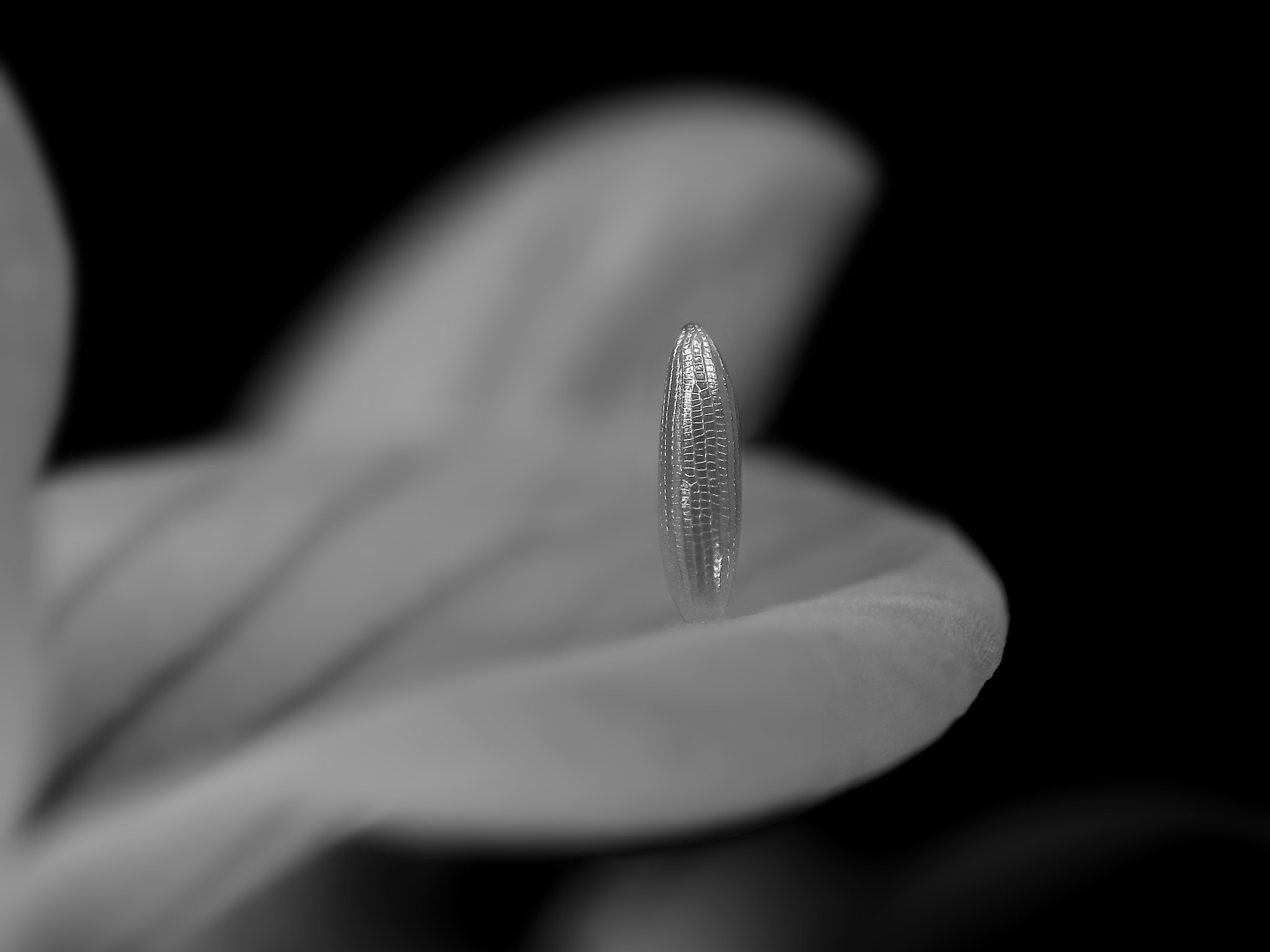 Canon MP-E 65mm F2.5 1-5x Macro Photo sample photo. Next generation photography