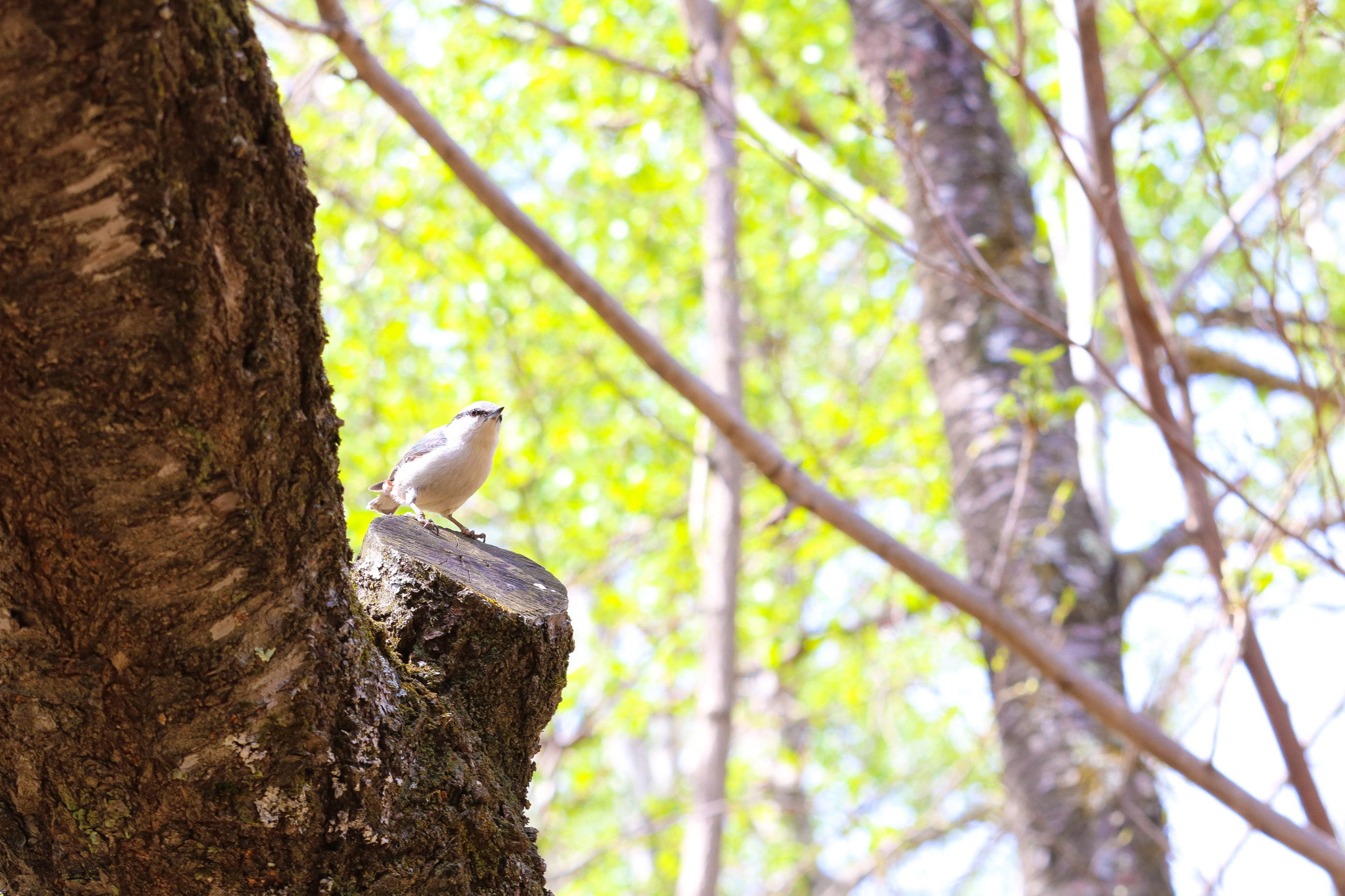 Canon EOS 760D (EOS Rebel T6s / EOS 8000D) sample photo. Sing a song ♪ photography