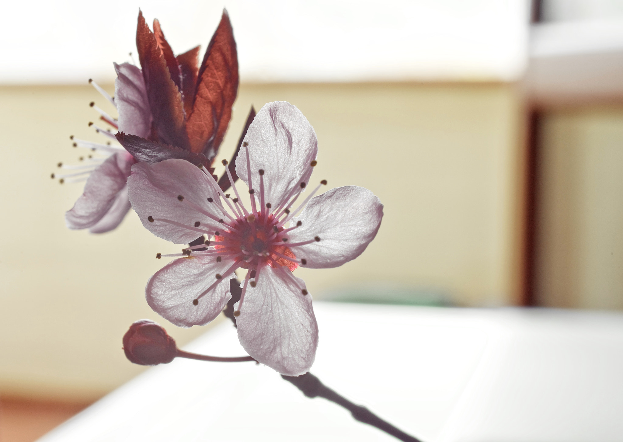Canon EOS 6D + Sigma 50mm f/2.8 EX sample photo. Flower photography