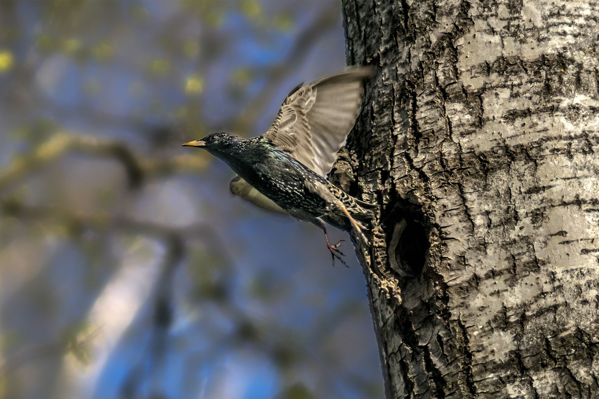 Sony ILCA-77M2 + Tamron SP 24-70mm F2.8 Di VC USD sample photo. Sterling's nest, photography