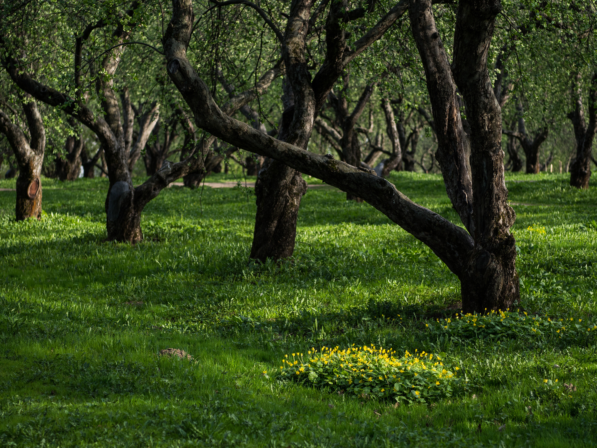 Olympus OM-D E-M10 + Sigma 60mm F2.8 DN Art sample photo. * photography