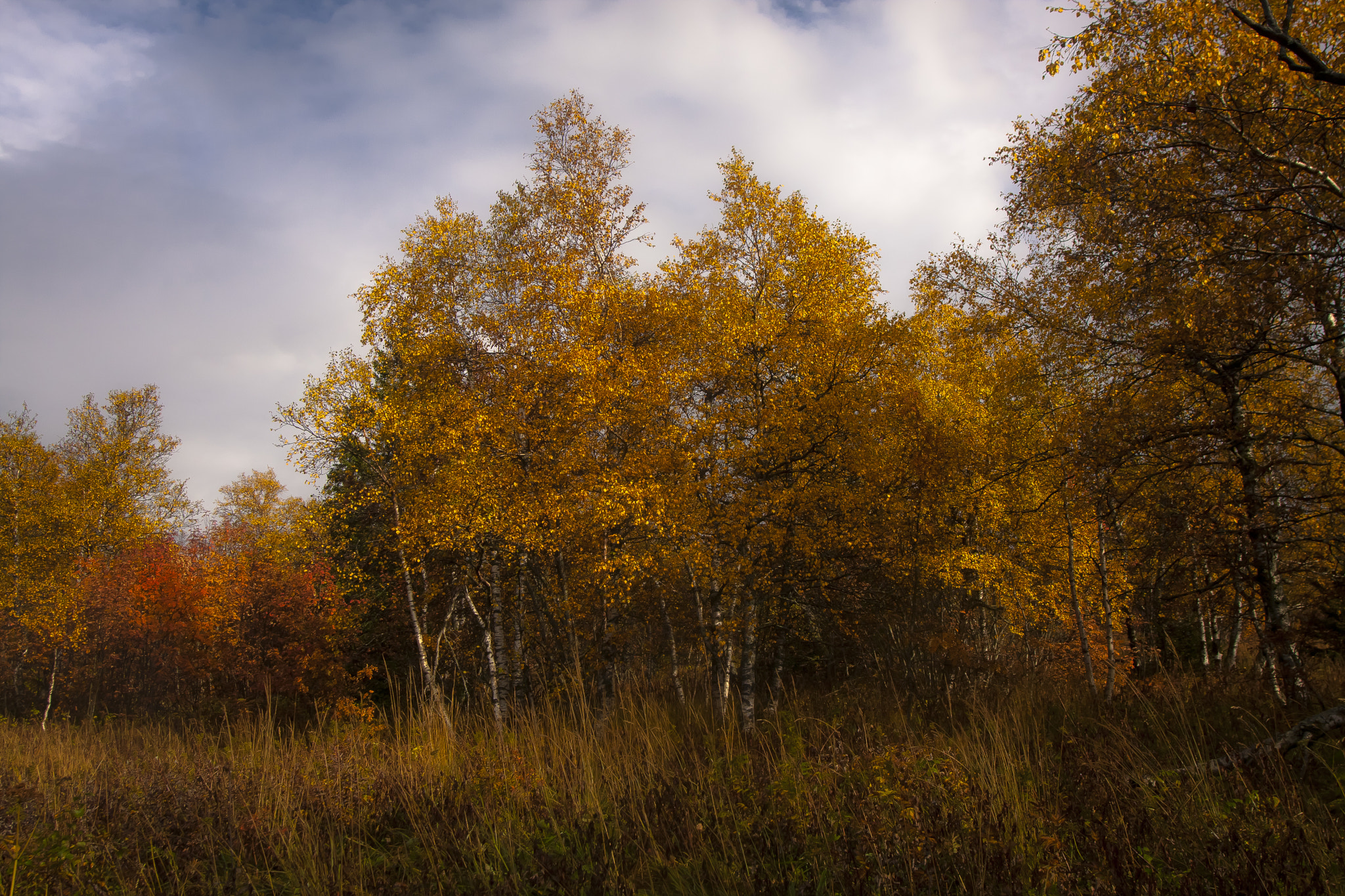 Canon EOS 40D + Sigma 20mm EX f/1.8 sample photo. Autumn explosion photography