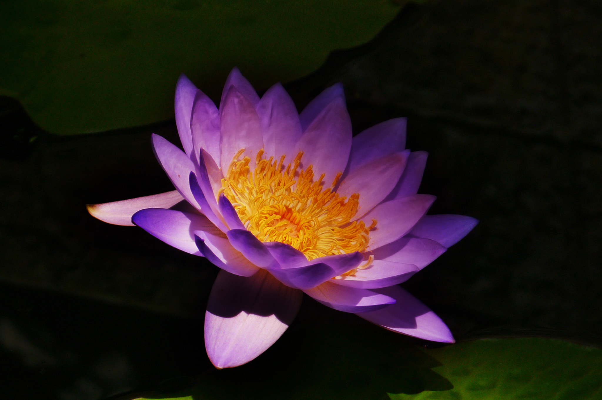 Panasonic Lumix DMC-GX1 sample photo. Water lily photography