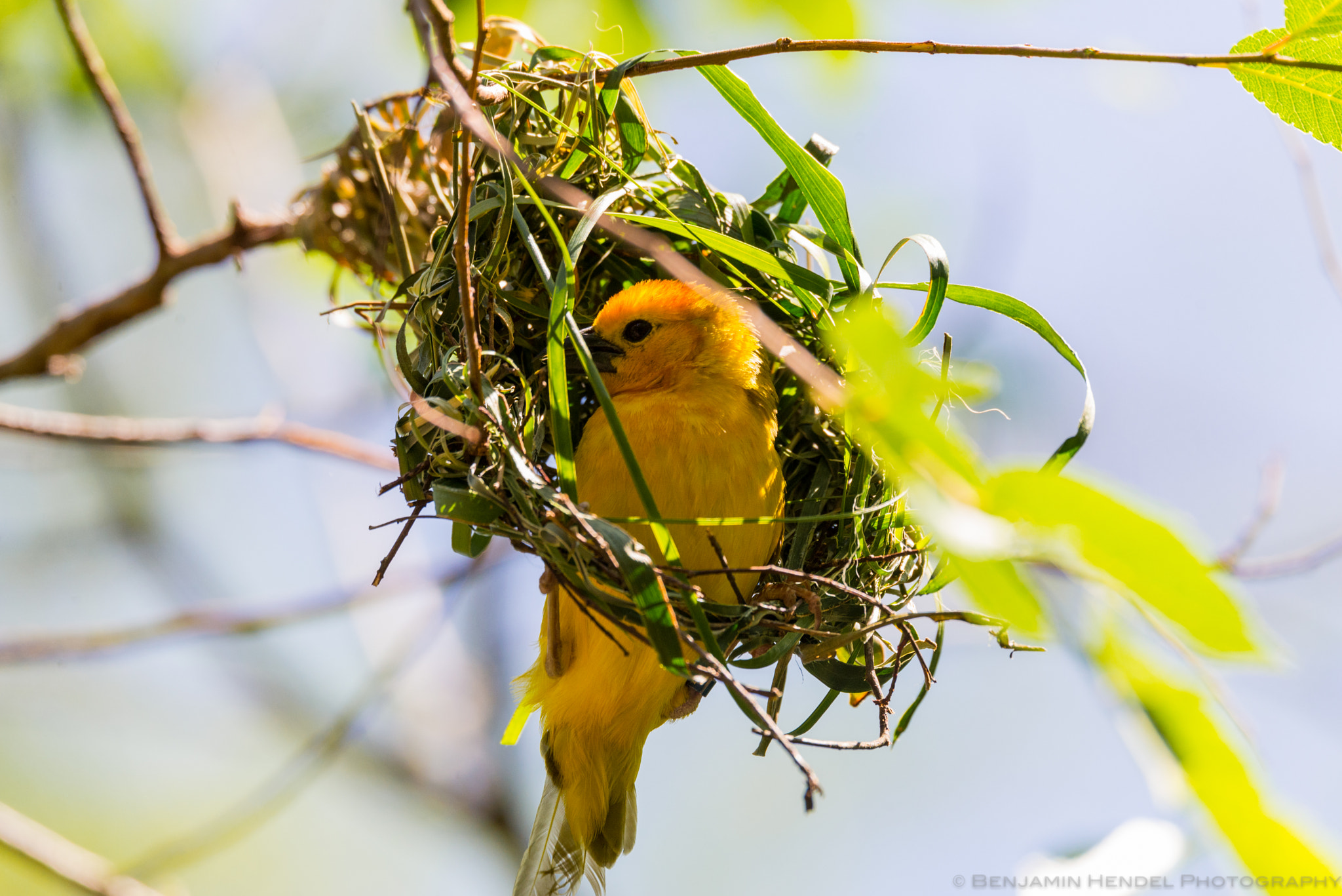 Sigma 150-600mm F5-6.3 DG OS HSM | S sample photo. Weaver bird photography