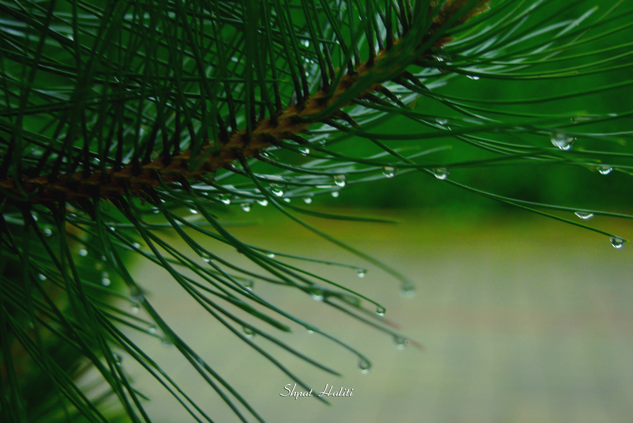 smc PENTAX-F 35-80mm F4-5.6 sample photo. Rainy  photography