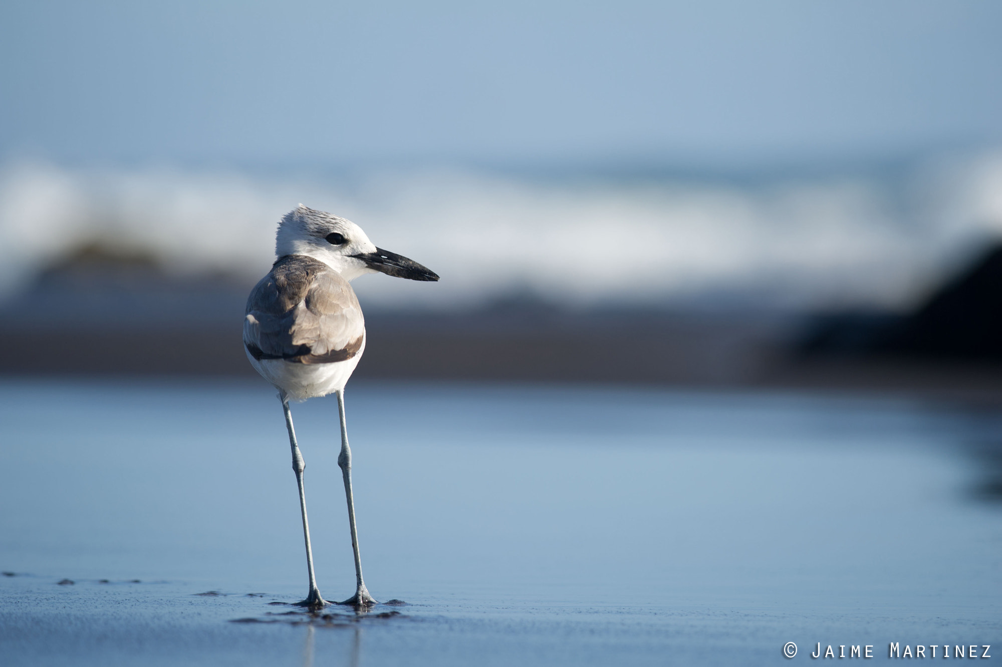 Nikon D3S + Nikon AF-S Nikkor 300mm F4D ED-IF sample photo. Crab-plover / drome ardéole - dromas ardeola photography