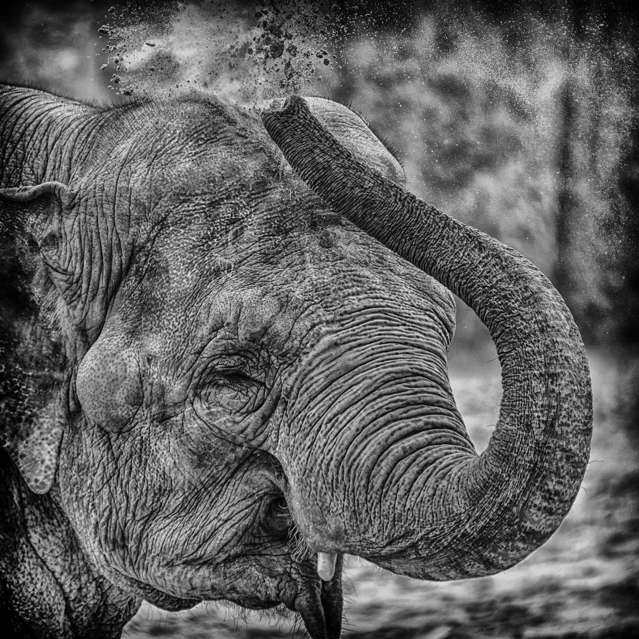 Nikon Df + Nikon AF-Nikkor 80-200mm F2.8D ED sample photo. Elephant photography