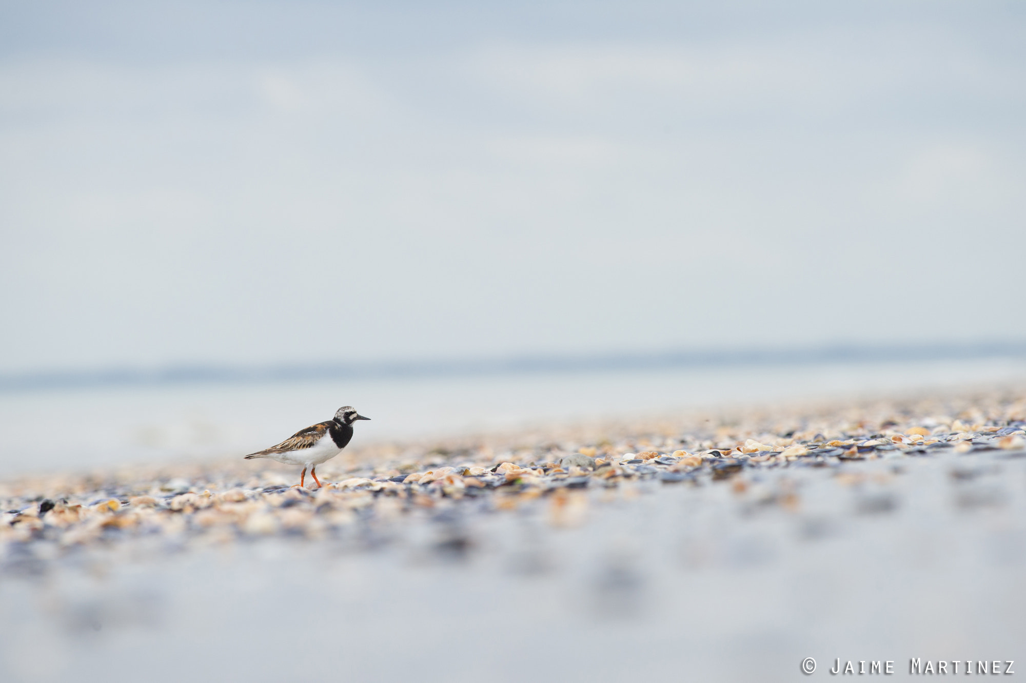 Nikon D3S + Nikon AF-S Nikkor 300mm F4D ED-IF sample photo. Ruddy turnstone - arenaria interpres photography