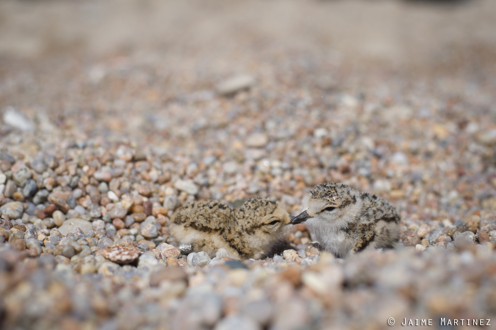 Nikon D3S + Nikon AF-S Nikkor 50mm F1.8G sample photo. Kentish plover - charadrius alexandrinus photography