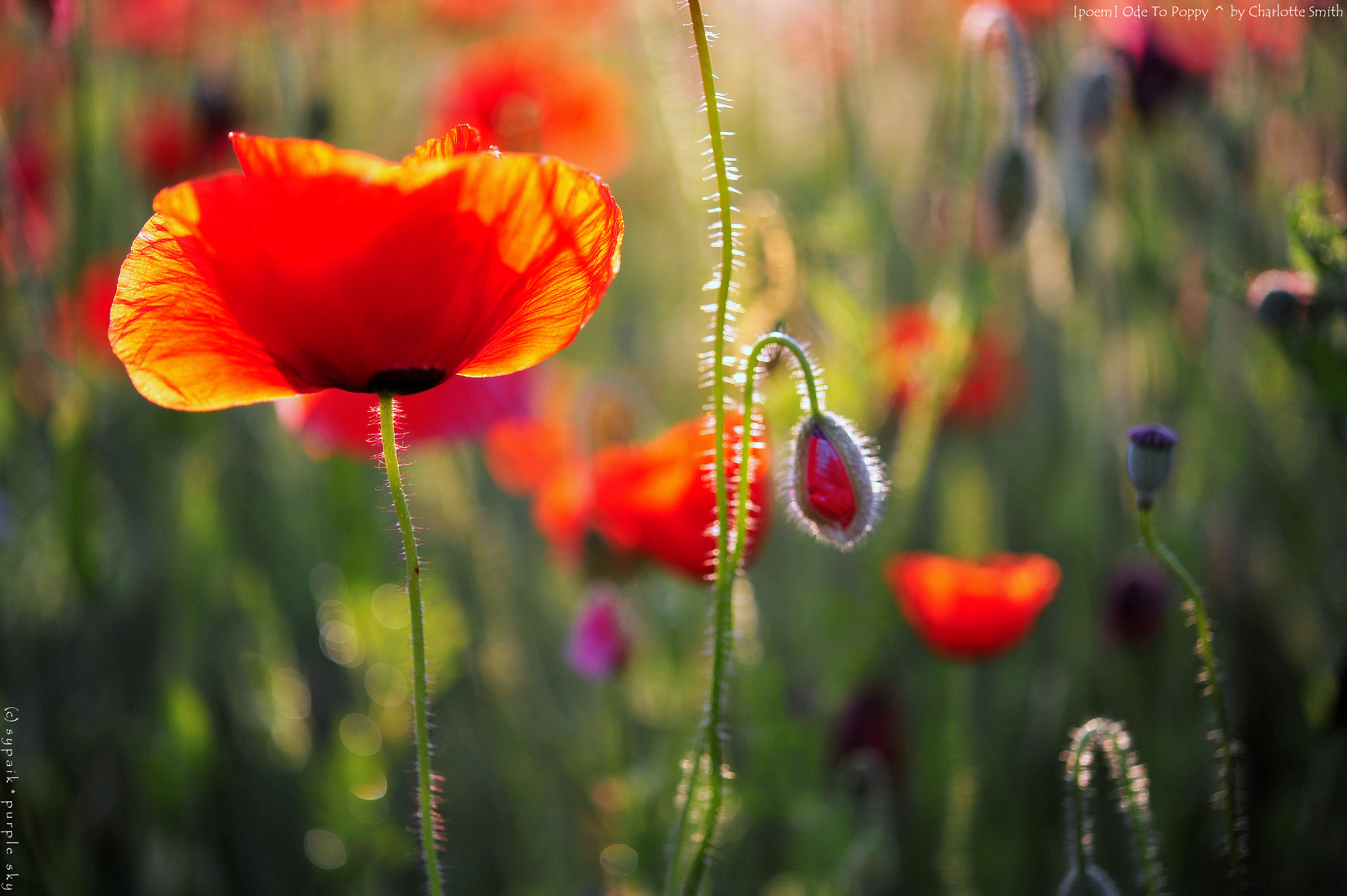 Nikon AF-S Micro-Nikkor 60mm F2.8G ED sample photo. Ode to the poppy photography