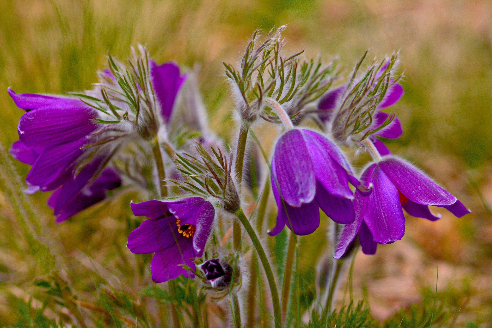Sigma 70-300mm F4-5.6 APO DG Macro sample photo. Sasanki photography