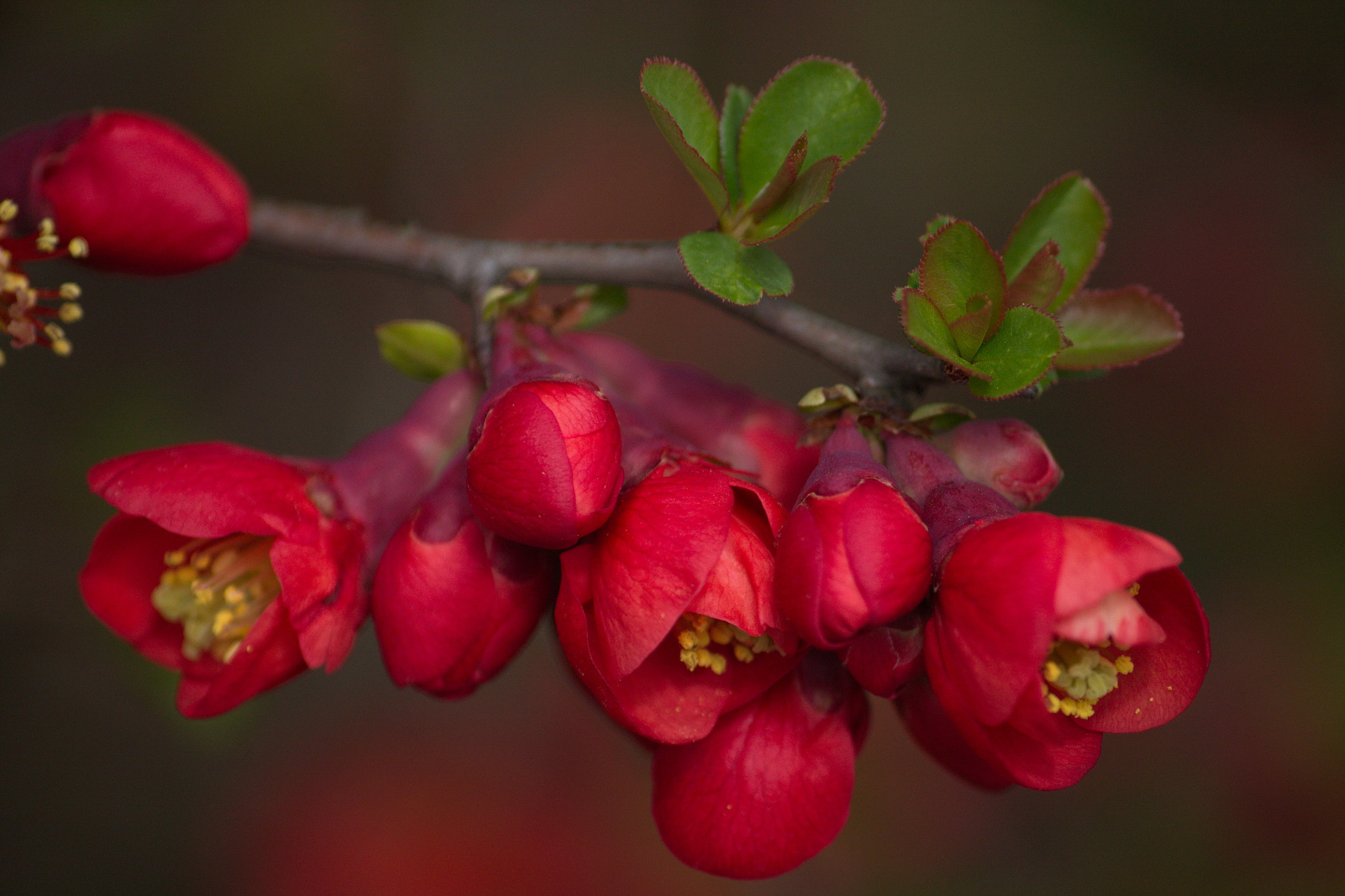 Sigma 70-300mm F4-5.6 APO DG Macro sample photo. Pigwowiec photography