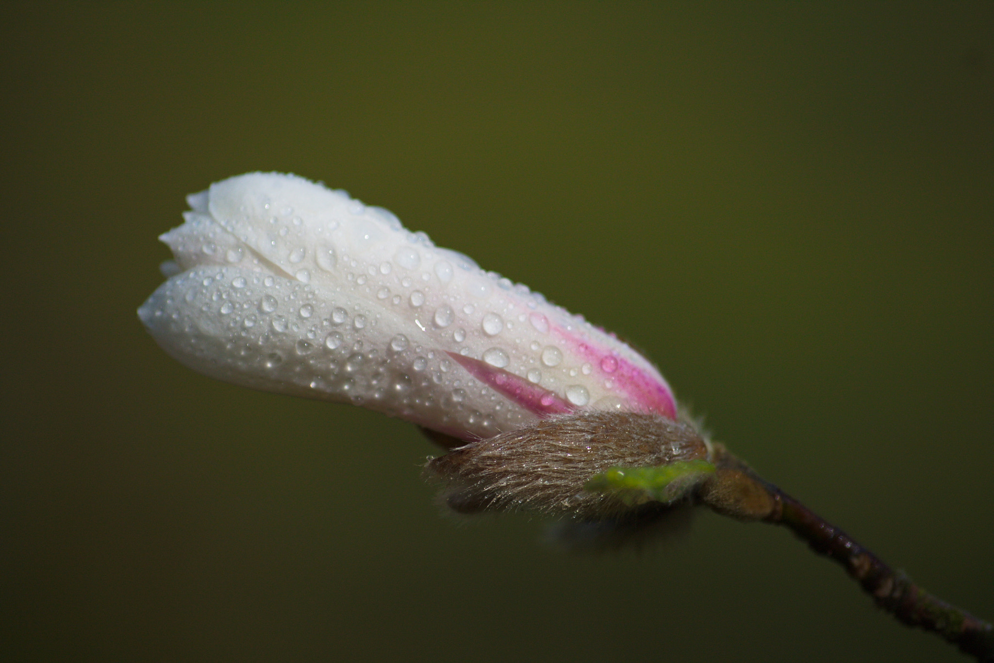 Sigma 70-300mm F4-5.6 APO DG Macro sample photo. Magnolia photography