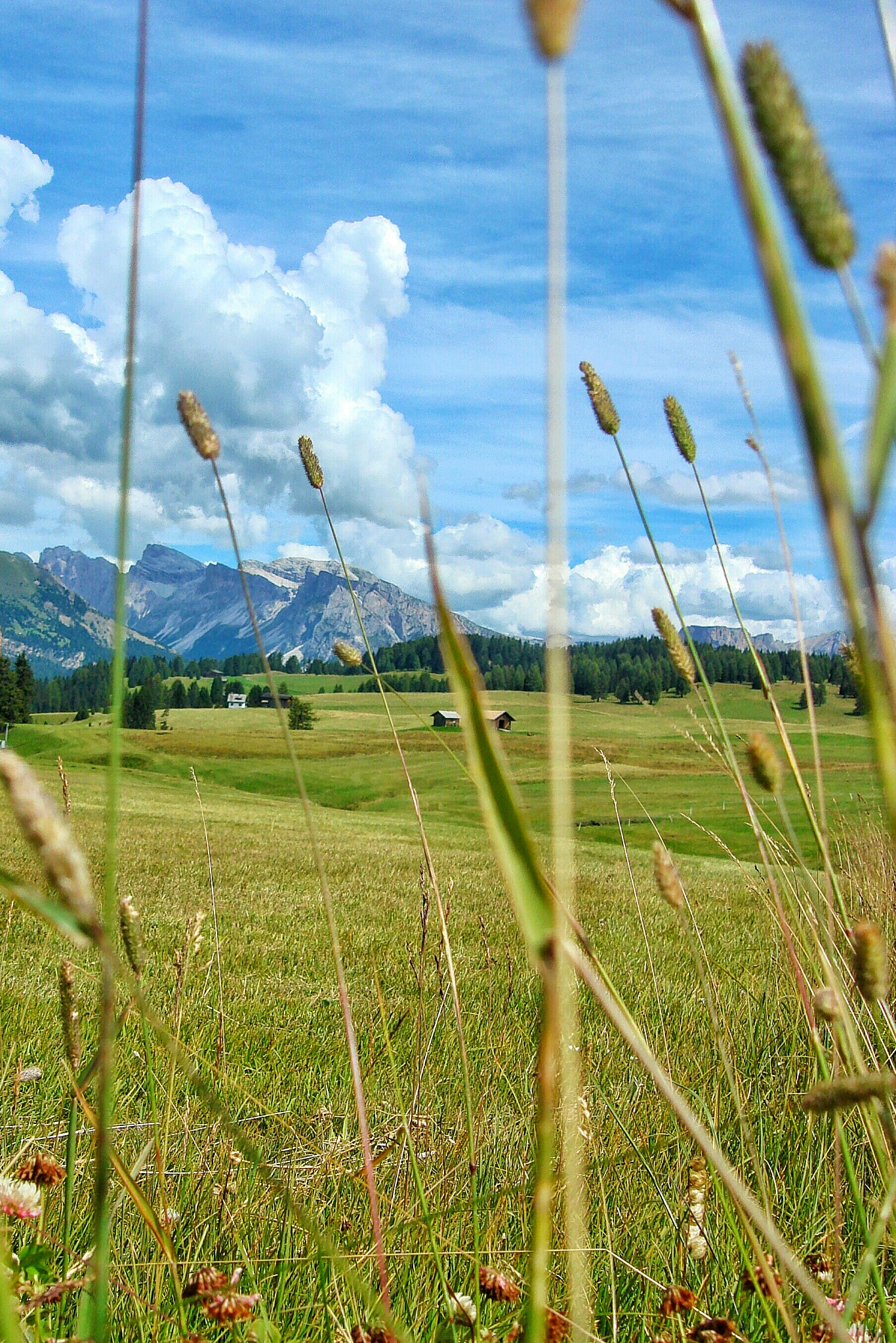 Sony DSC-N2 sample photo. Alpe di siusi photography