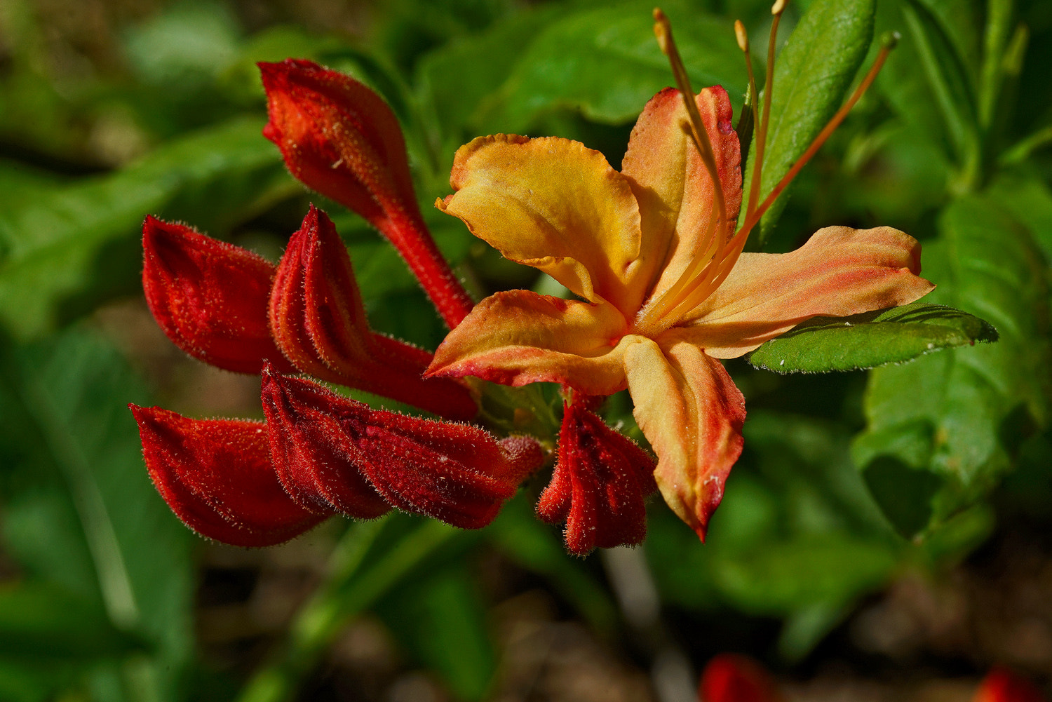 100mm F2.8 SSM sample photo. Before and after photography