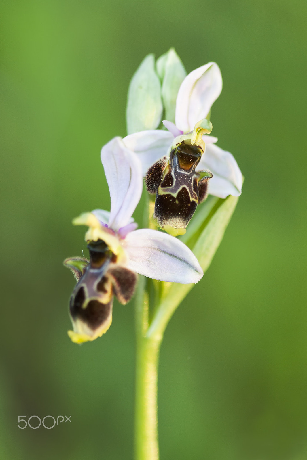 Canon EF 100mm F2.8 Macro USM sample photo. 20160216 doñana photography