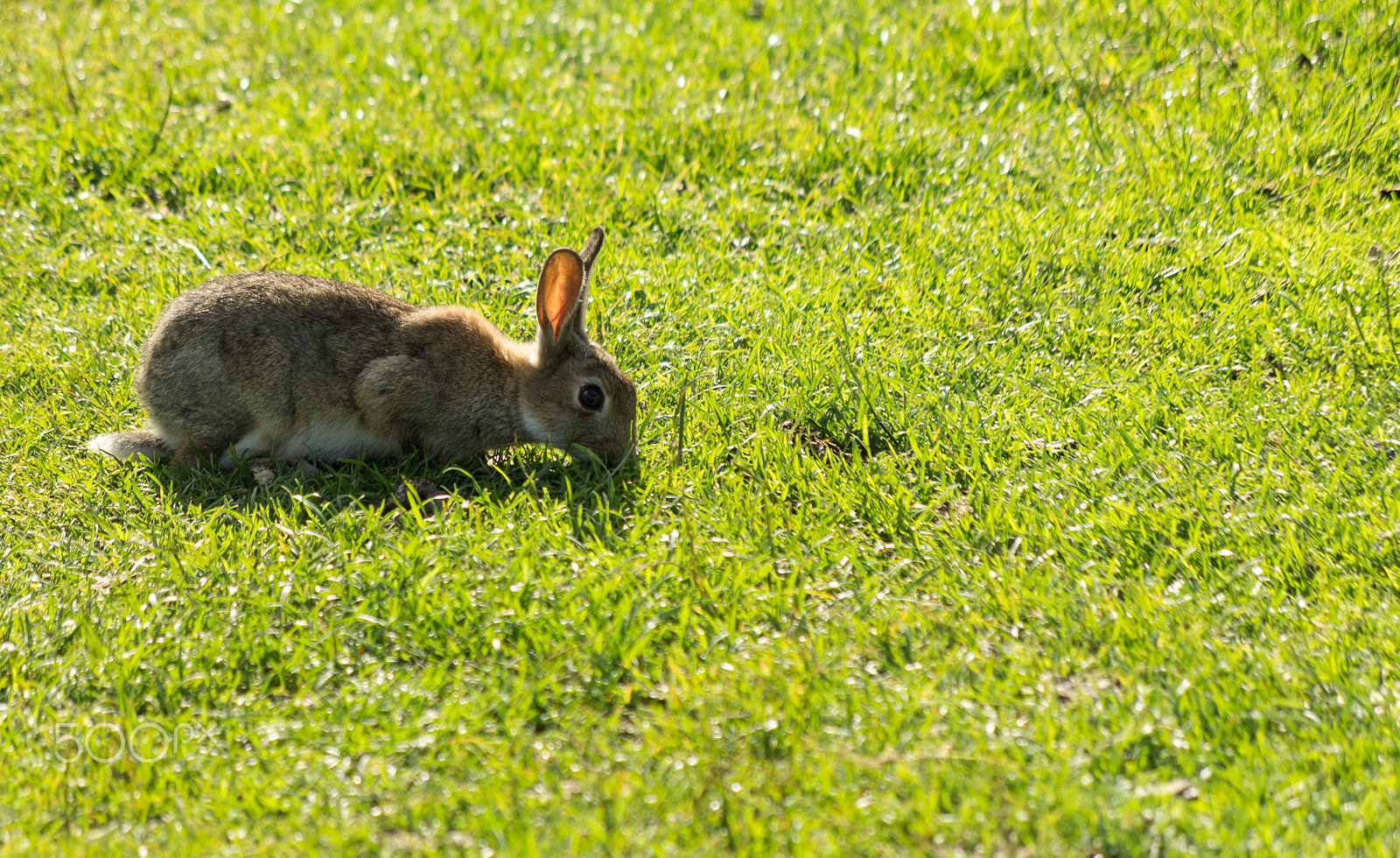 Pentax K-5 sample photo. Hare photography