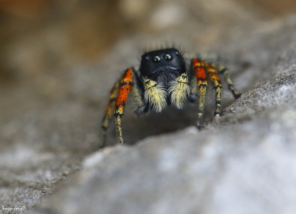 Sigma APO Macro 150mm f/2.8 EX DG HSM sample photo. Spider photography