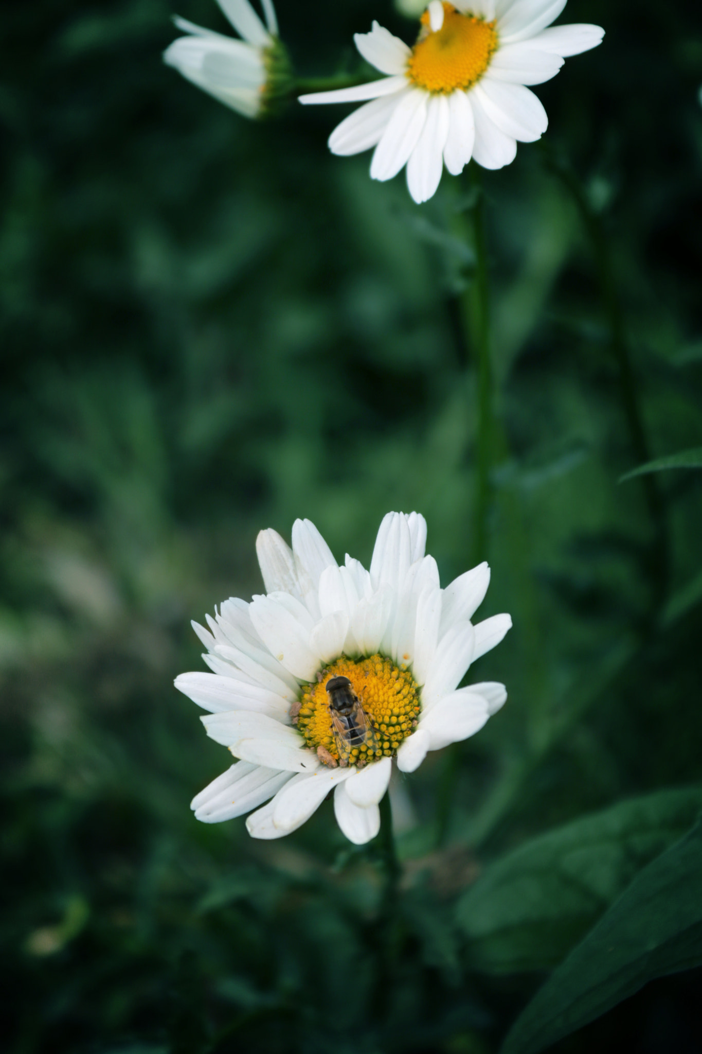 Canon EOS 760D (EOS Rebel T6s / EOS 8000D) sample photo. Mayday photography