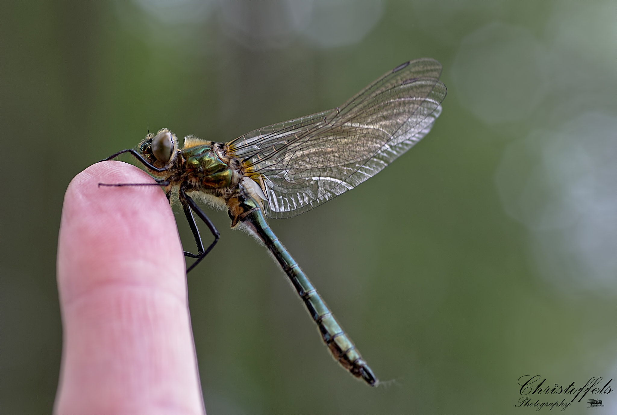 Canon EOS 60D + Sigma 70mm F2.8 EX DG Macro sample photo. Friends! photography