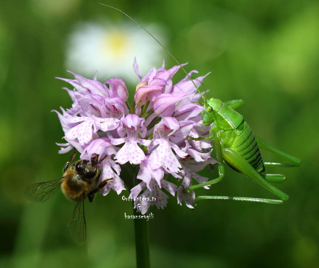 Sigma APO Macro 150mm f/2.8 EX DG HSM sample photo. Beauty photography