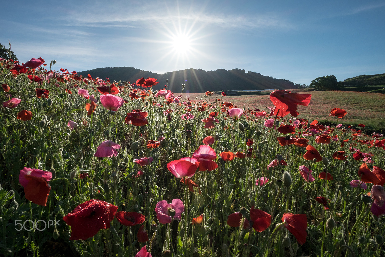 ZEISS Touit 12mm F2.8 sample photo. The poppys in mornig sun photography