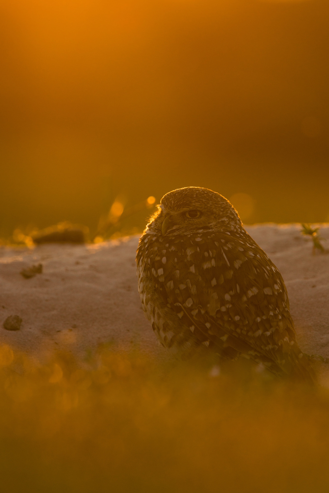 Nikon Nikkor AF-S 300mm F4E PF ED VR sample photo. Burrowing owl photography