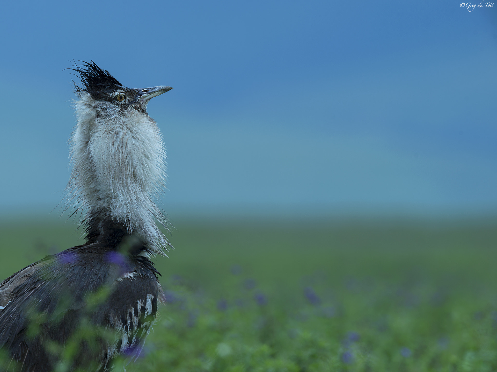 Nikon AF-S Nikkor 500mm F4E FL ED VR sample photo. Bustard bliss photography