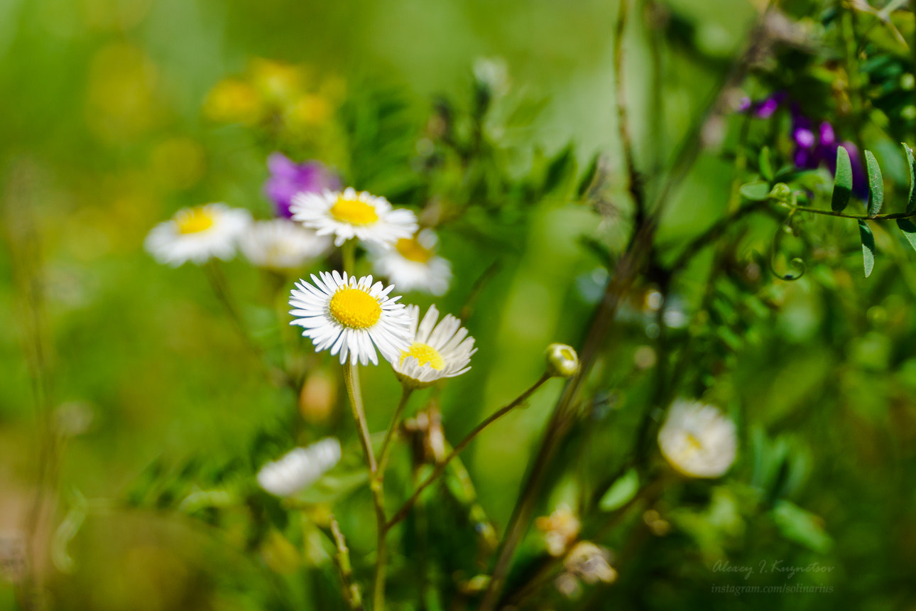 Sony Alpha NEX-6 + Sony E PZ 18-105mm F4 G OSS sample photo. Camomiles photography
