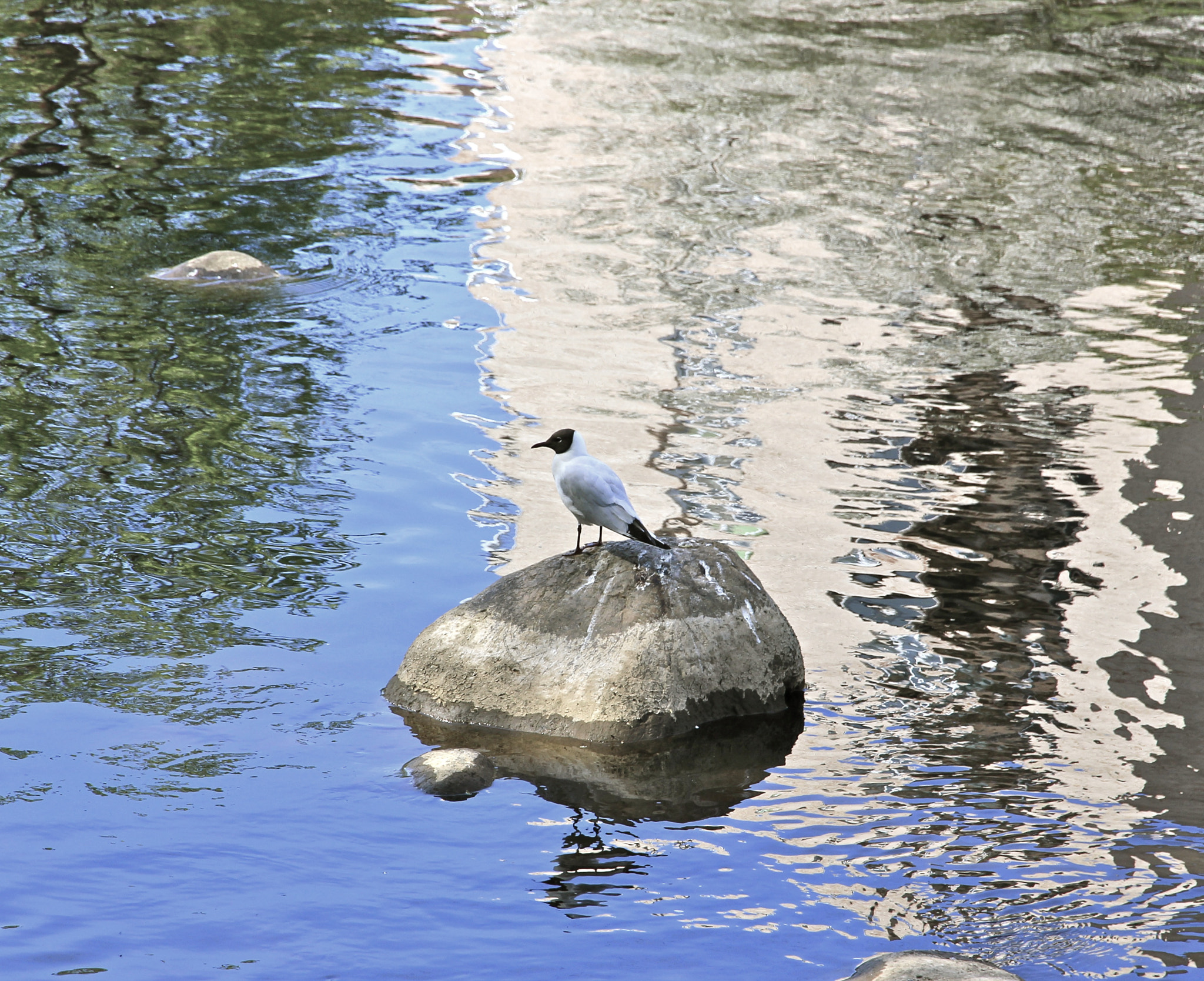 Canon EOS 550D (EOS Rebel T2i / EOS Kiss X4) sample photo. Lonely seagal photography