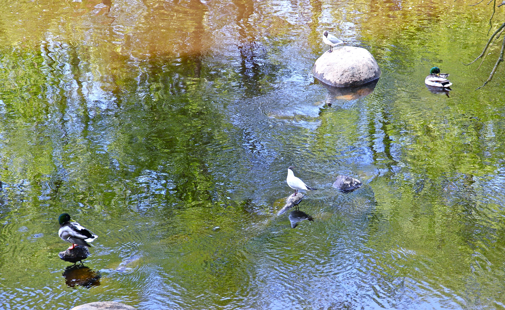 Canon EOS 550D (EOS Rebel T2i / EOS Kiss X4) sample photo. Quiet moment photography