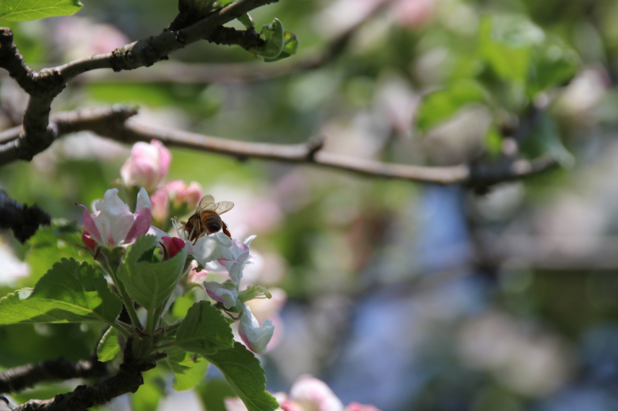 Sigma 18-250mm F3.5-6.3 DC OS HSM sample photo. Pollinating pt 2 photography