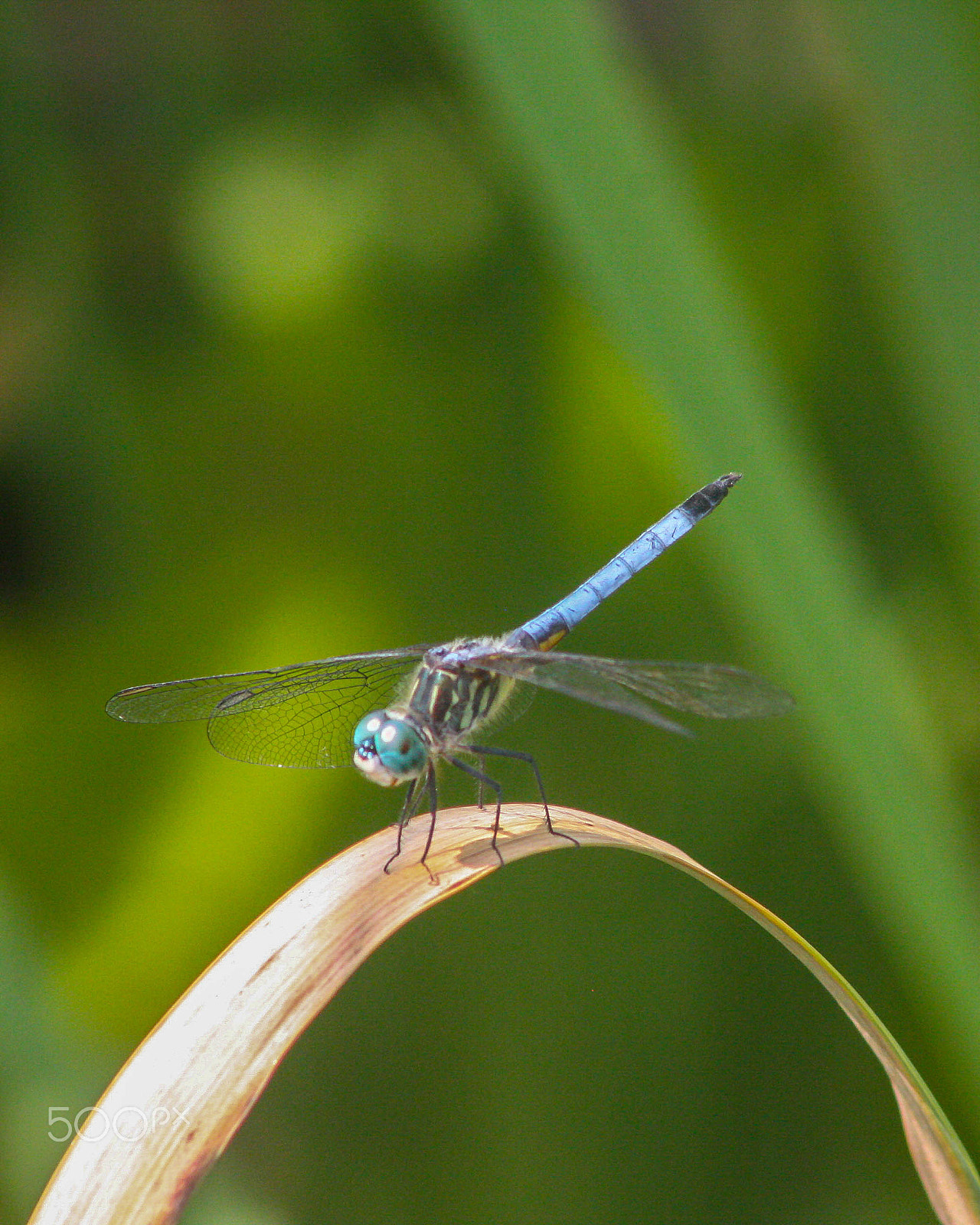 Canon EOS 40D + EF75-300mm f/4-5.6 sample photo. Dragonfly photography