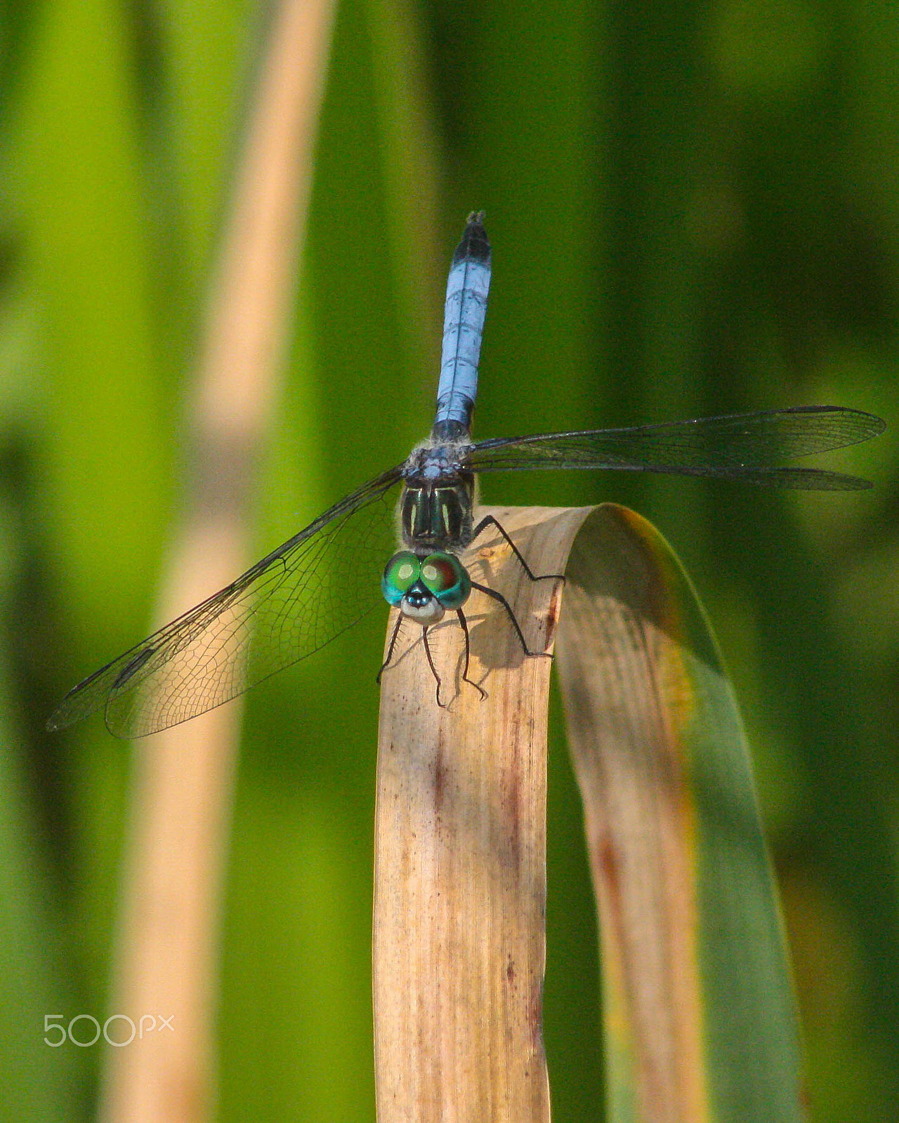 Canon EOS 40D + EF75-300mm f/4-5.6 sample photo. Dragonfly photography