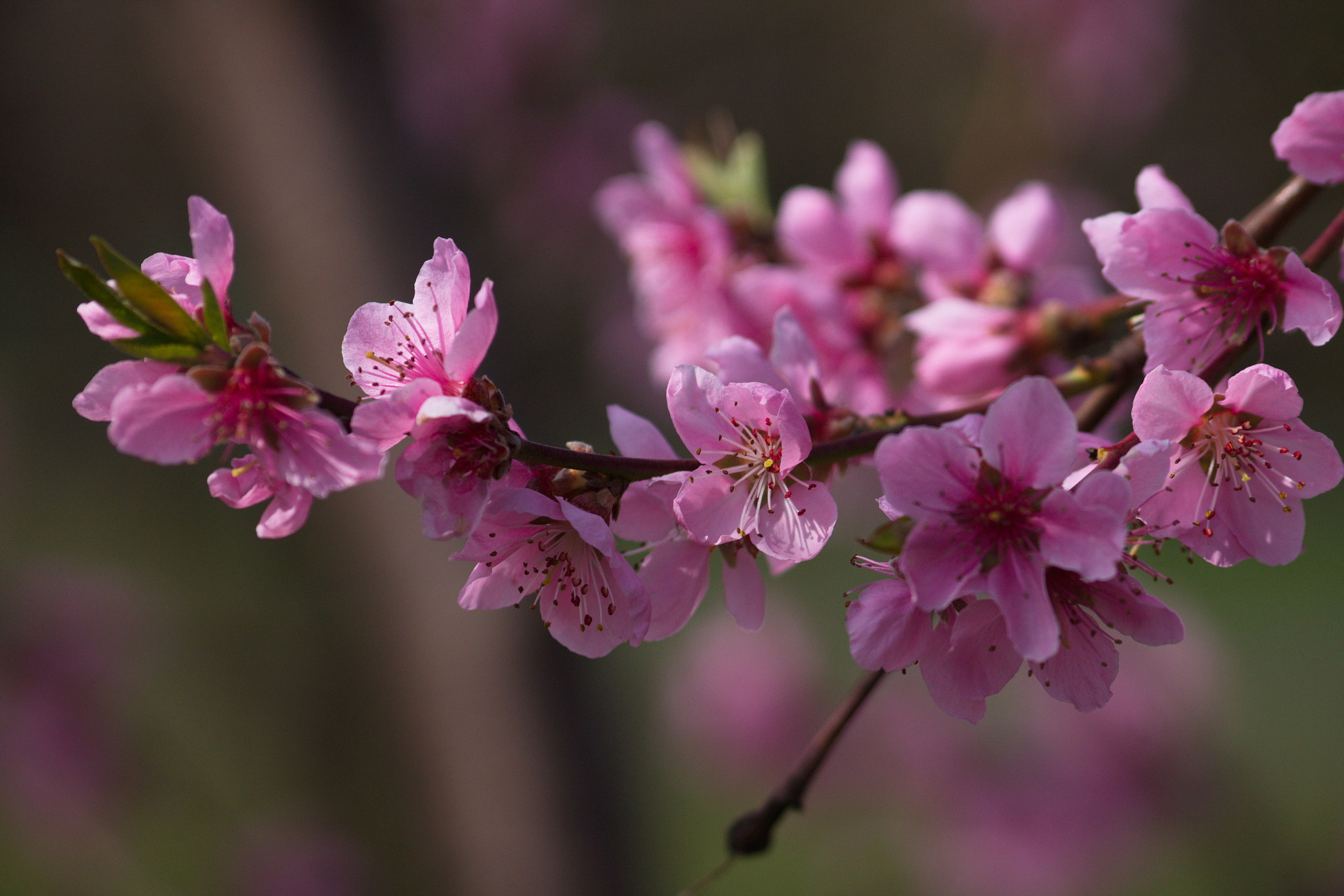 Sigma 70-300mm F4-5.6 APO DG Macro sample photo. W ogrodzie botanicznym photography