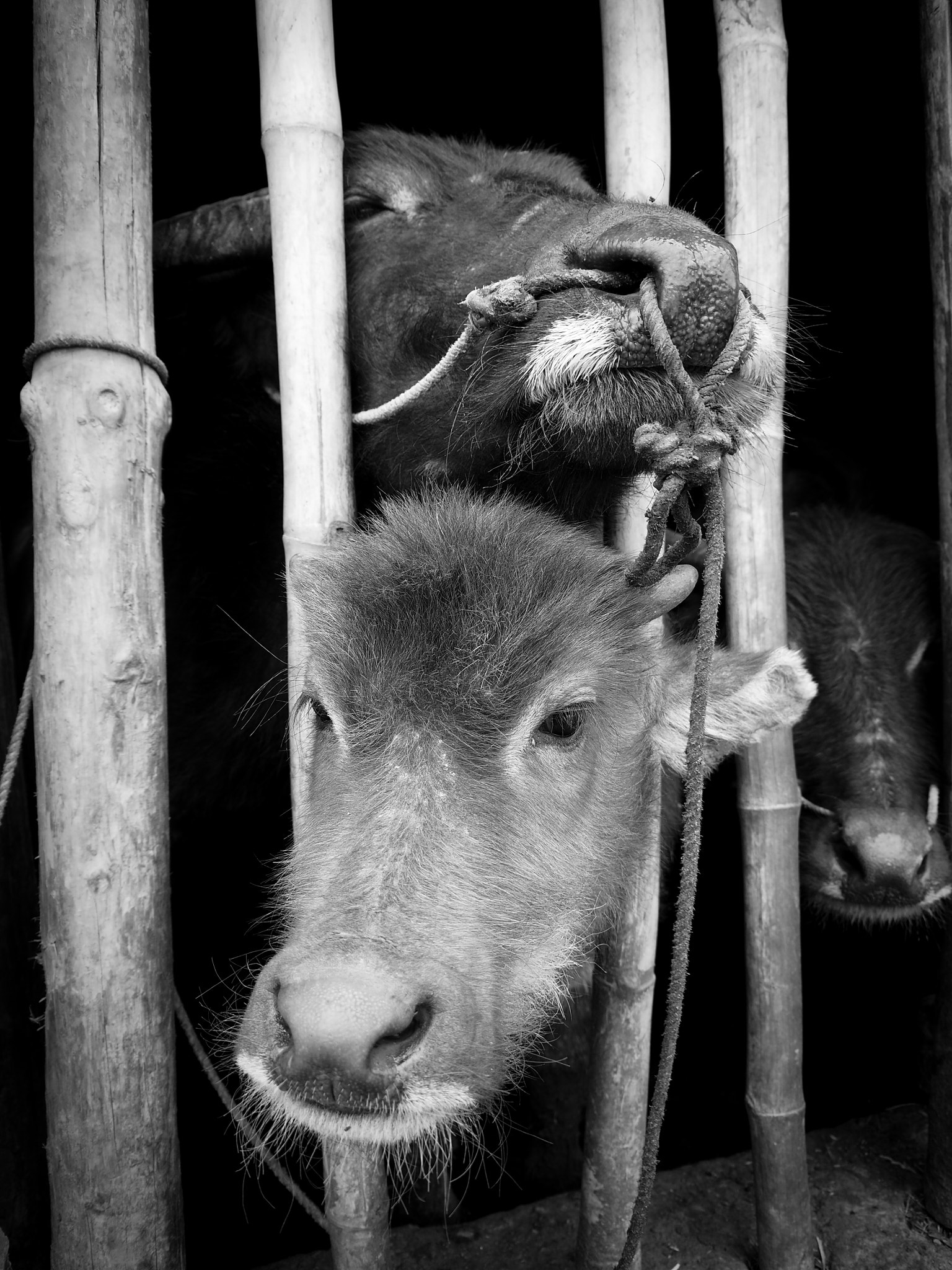 Olympus OM-D E-M5 II sample photo. Cows photography