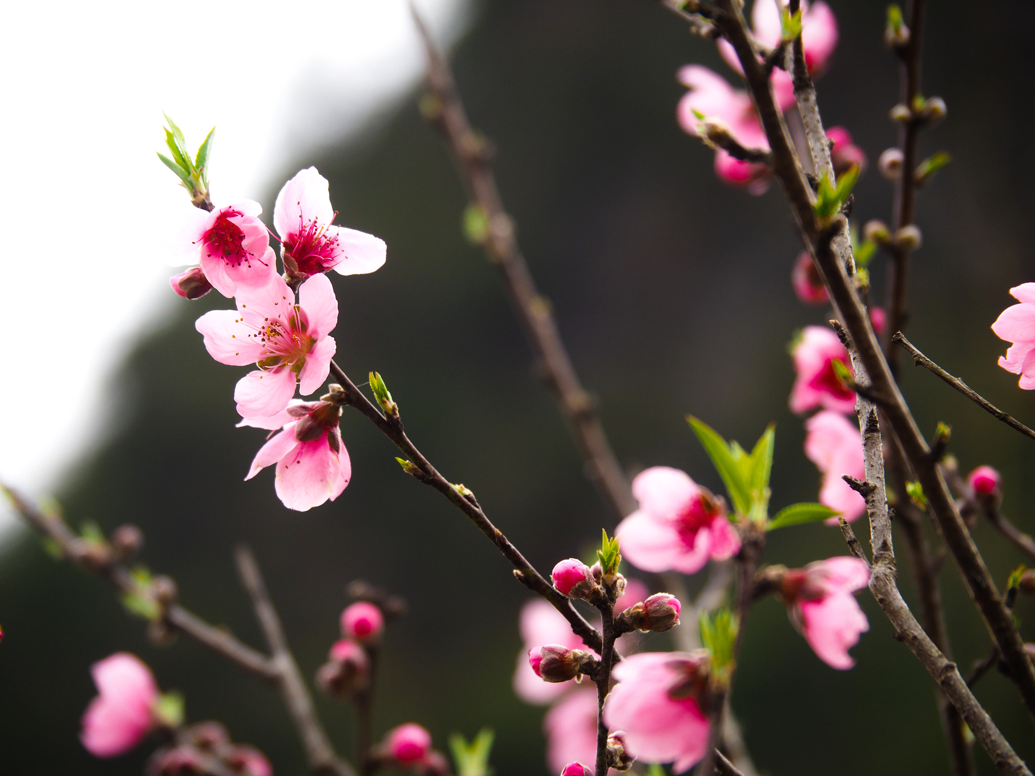 Olympus OM-D E-M5 II sample photo. A splash of pink photography